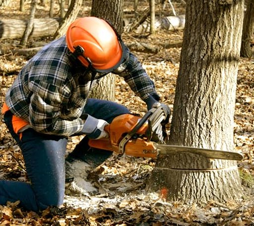 Tree Removal in Ormsby, MN